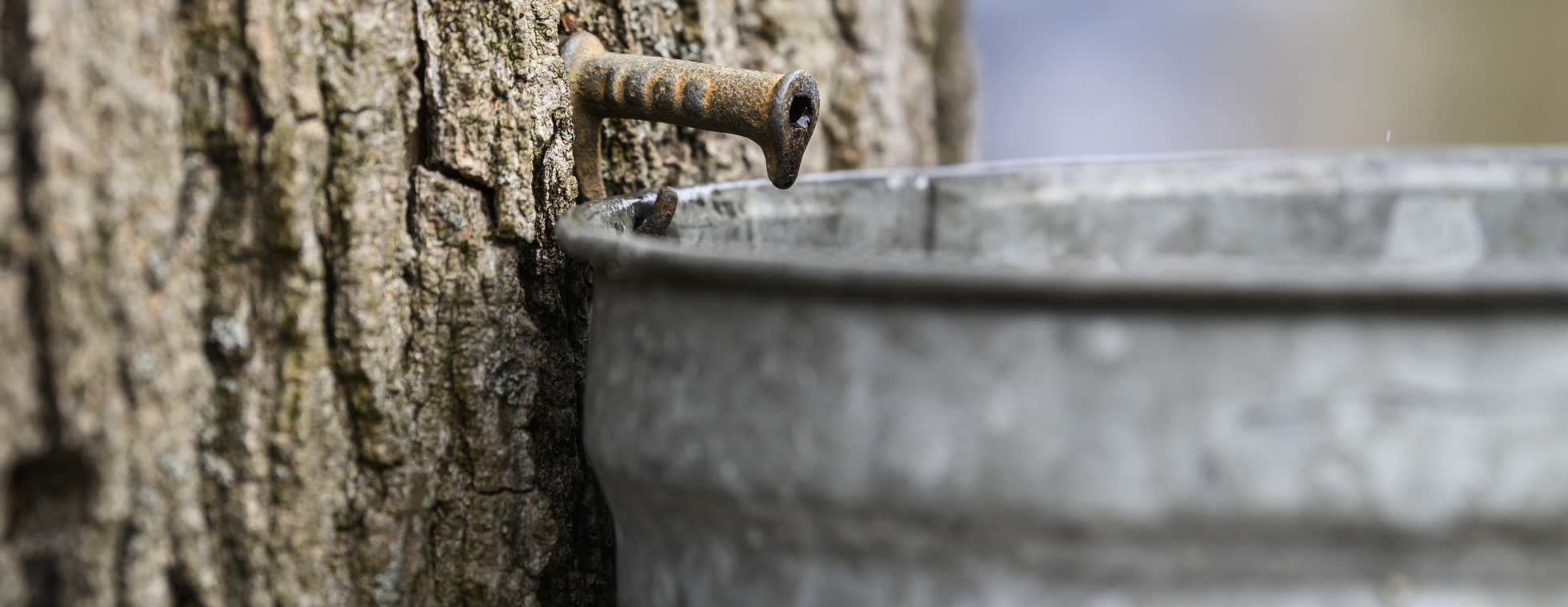 Maple Sugaring Open House 2026